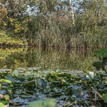 De Wijers Zonhoven